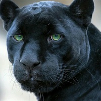 Юлия Глухова | Суворов