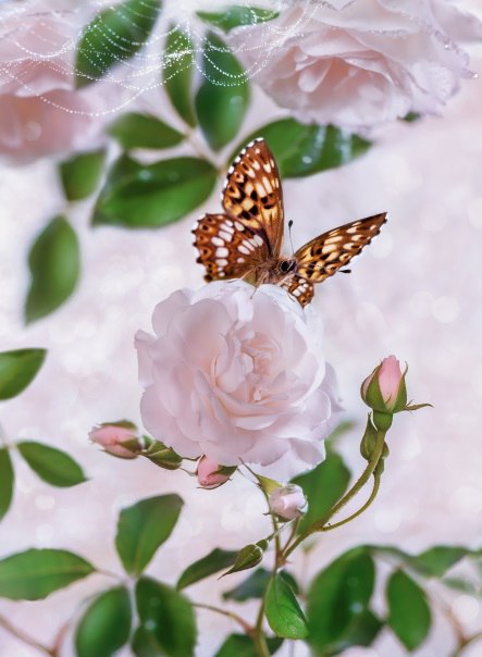 https://pp.userapi.com/c836435/v836435584/30cc8/wUVArH4oU_Q.jpg