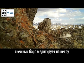 Снежный барс медитирует на ветру