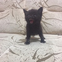 Кирилл Кондратьев