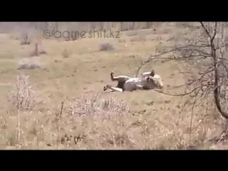 Ақырғы дем