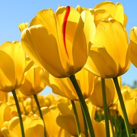 Оля Дмитриева | Москва