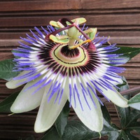 Елена Шольц-Мамонтова