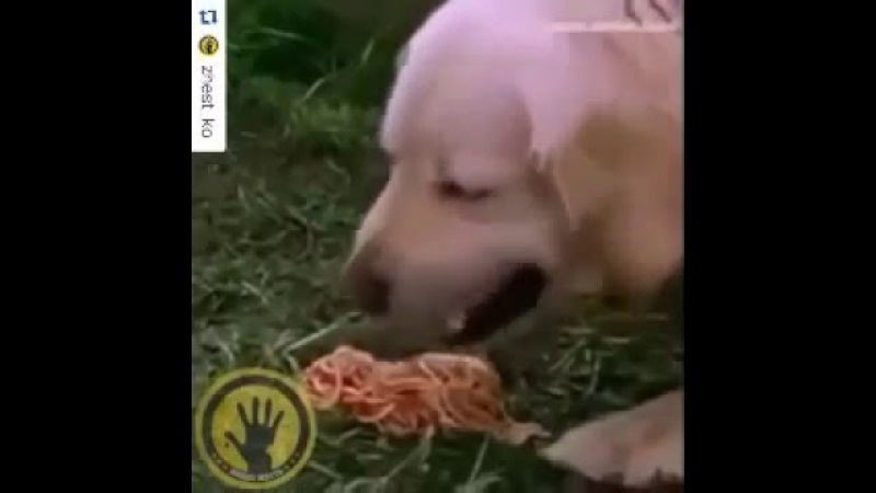 Собака рыгает вермишелью))