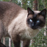 Елена Вознесенская | 