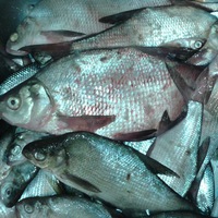 Дмитрий Старыгин | Владивосток