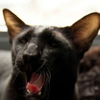 Роман Киржеманов