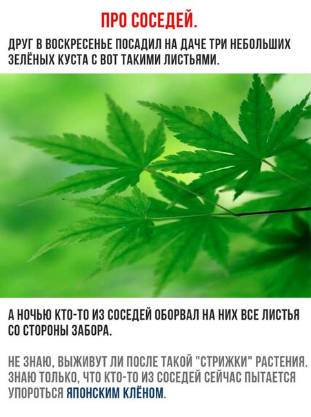 мемасик