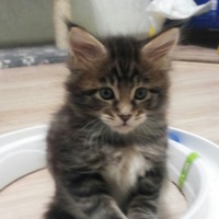 Нина Степаненко