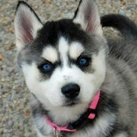 Александр Липовцев