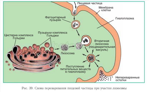 Лизосомы, которые непосредственно отделяются от комплекса Гольджи, называют первичными. Каждая лизосома представляет собой мембранный пузырек диаметром 0,4-0,5 мкм, в котором содержится около 50 видов различных гидролитических ферментов в неактивированном состоянии (протеазы, липазы, фосфолипазы, нуклеазы, гликозидазы, фосфатазы, в том числе кислая фосфатаза). Молекулы этих ферментов, как всегда, синтезируются на рибосомах зернистой эндоплазматической сети, откуда переносятся транспортными пузырьками в комплекс Гольджи. 