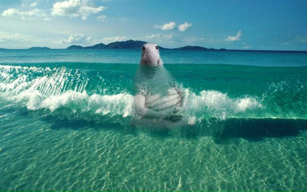 Море ждёт тебя