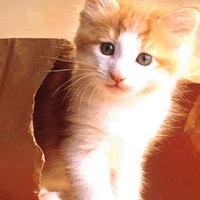 Виктория Бобкова | 