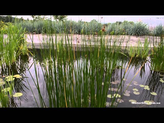 Озёрный камыш в питомнике Waterlilia