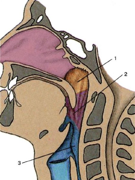 Глотка (pharynx) представляет собой начальную часть пищеварительной трубки, расположенной между полостью рта и пищеводом. В то же время глотка является частью дыхательной трубки, по которой воздух проходит из полости носа в гортань. 