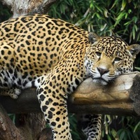 Ирина Михайлова