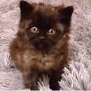 Безкота_добро
