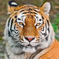 Александр Ковшов |