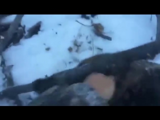Житель Якутии спас кабаргу