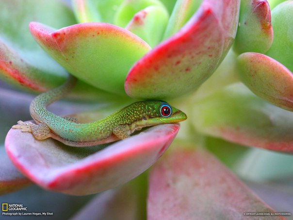 #fansofreptiles #рептилии #игуаны #террариум #ящерицы
Фельзума мадагаскарская
Эти гекконы завоевали внимание террариумистов по всему миру благодаря своей яркой зеленой окраске. Среди представителей тропической фауны очень много по-настоящему красивых животных, часто окрашенных в удивительно яркие цвета. Возможно, это объясняется тем, что и сама природа тропиков отличается буйством красок. Мадагаскарский геккон (фельзум) – яркий (в прямом смысле) тому пример!
В названии кроется информация об этих гекконах: дневной – благодаря дневному образу жизни, мадагаскарский – благодаря ареалу обитания этих животных. Они ведут древесный образ жизни, но на родине их можно встретить также и в человеческих постройках. Максимальный размер геккона – 30 см. Самцы отличаются от самок тем, что у последних утолщенный корень хвоста и более широкая голова.
Содержание мадагаскарского геккона. Содержат их всегда попарно, т.к. фельзумы обладают драчливым нравом. Для этих целей необходим террариум вертикального типа, размером 120х45х120 см (из расчета на пару), задняя стенка которого густо засажена растениями, которые необходимо опрыскивать два раза в день. Влажность воздуха в нем должна быть в пределах 60-70%. Кроме этого в террариуме устанавливается емкость с водой. Температура в течении суток должна меняться, днем – 25-28 С, ночью – 20-22С. Высота грунта – 10 см, в него можно воткнуть несколько толстых стеблей бамбука. Важным аспектом является то, что в них должны находиться дупла хотя бы 15 см в диаметре. В полость стеблей самки Большого мадагаскарского геккона охотно откладывают яйца.
В качестве пищи можно использовать всевозможных членистоногих, в частности сверчков, тараканов или бабочек (например, восковая огневка). Все кормовые насекомые должны перед скармливанием обмакиваться в глицерофосфате кальция. Кроме этого фельзумы с удовольствием поедают сладкие фрукты (например, бананы). В рацион также необходимо добавлять мед. Продолжительность светового дня и работы дневных подогревов, в период активности животного – 12 часов. Облучение УФ-лампами с UVB 4-5% в течение светового дня, подобные лампы могут выполнять как функцию освещения, так и облучения. Для облучения также можно использовать эритемные лампы – по 5 минут 3 раза в день. Эритемные лампы устанавливают так, чтобы они светили на установленный под ними отражатель, а на гекконов падал отраженный свет. При отсутствии вышеперечисленных ламп, можно облучать бытовыми приборами типа УФО от 1 до 2 минут в течение недели, сверху, с расстояния не менее 50 см – 1 раз в месяц, лучше через отражатель. При облучении эритемными лампами и приборами типа УФО, животное должно находиться в сухих условиях.