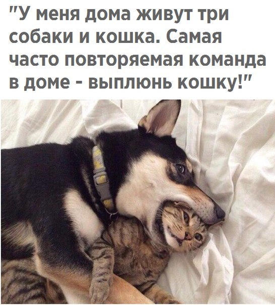 https://pp.userapi.com/c836721/v836721675/62b09/eHO5YxtkNNo.jpg