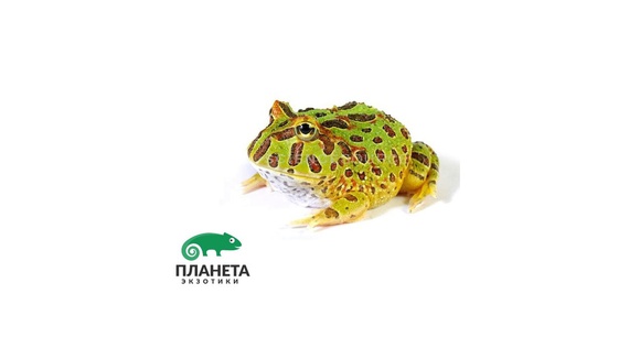 Планета Экзотики Интернет Магазин В Москве