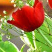 Дина Ибрагимова |