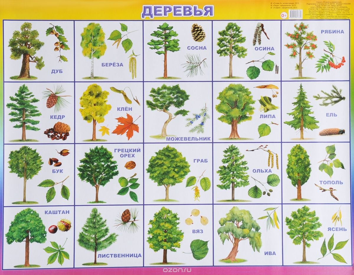 Кора дуба — лечебные свойства и противопоказания вечного дерева Кора дуба — лечебные свойства и противопоказания вечного дерева