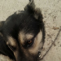 Алексей Железняков | 