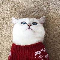 Аля Шульченко