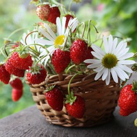 Катя Сергеева