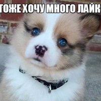 Семен Добрянский
