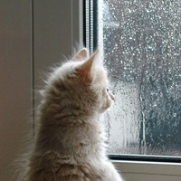 Осенний Дождь