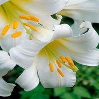 Світлана Сігуа