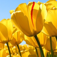 Галина Коробкова |