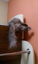 Безкота_добро