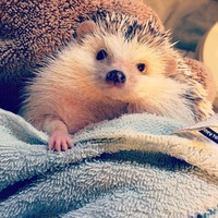 Борис Илюшин  Монгол