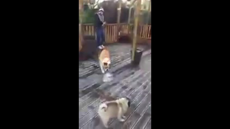 собака - танк