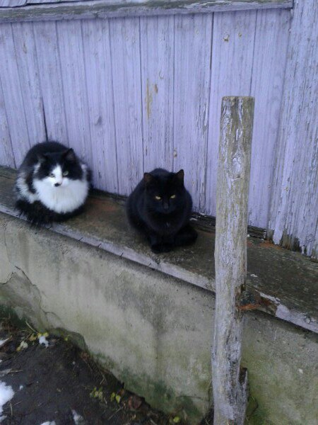 Кошки в нашей жизни. Кошки и все, что с ними связано.