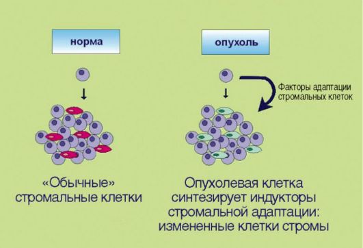 Опухоль - типовой патологический процесс, в основе которого лежит неограниченный, неконтролируемый рост клеток с преобладанием процессов пролиферации над явлениями нормальной клеточной дифференцировки. Опухолевый процесс возникает под влиянием многообразных экзогенных и эндогенных онкогенных (бластомогенных) факторов, которые реализуют свое действие через генетический аппарат клетки. В опухолетрансформированных клетках появляются стереотипические нарушения обмена, структуры и функции - атипизм (от греч. аtypos  - образец, форма - необычность, ненормальность), приводящие в конечном итоге к изменениям в жизнедеятельности всего организма. 