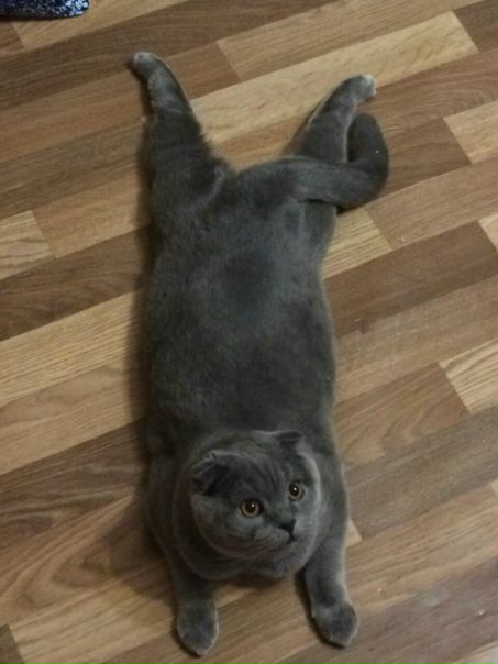 Добрый день! <br>Сниму комнату / на подселение для себя и своего кота <br>В пешей доступности к метро.<br>Бюджет 15000. - фото Фото: Добрый день! <br>Сниму комнату / на подселение для себя и своего кота <br>В пешей доступности к метро.<br>Бюджет 15000.