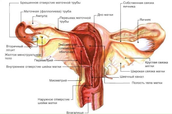 Апоплексия яичника 