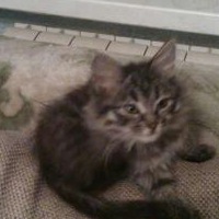 Светлана Аникина | Пушкино