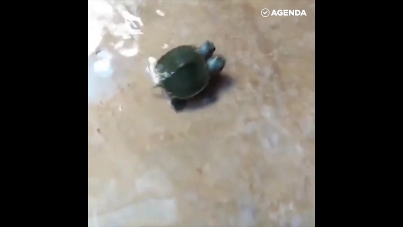 Двухголовая черепаха