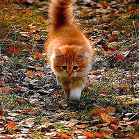 Раиса Абушаева