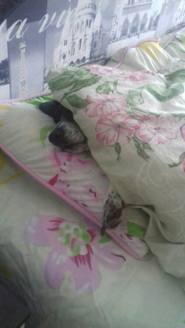 Кошки в нашей жизни. Кошки и все, что с ними связано.