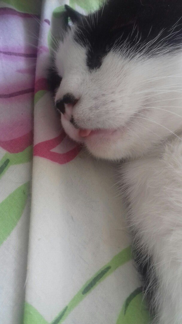 Кошки в нашей жизни. Кошки и все, что с ними связано.