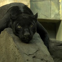 Александр Малышев