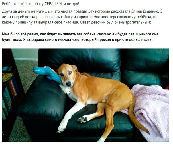 «Дайте мне самого несчастного и ненужного пса!», — попросила девочка.