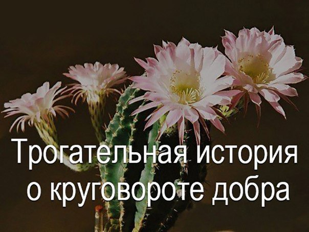Круговорот добра в природе… Круговорот добра в природе…